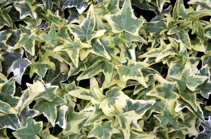 ivy 'Ceridwen'