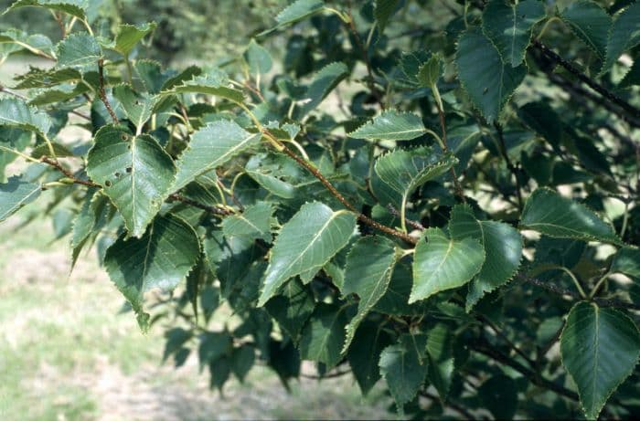 Erman's birch 'Grayswood Hill'