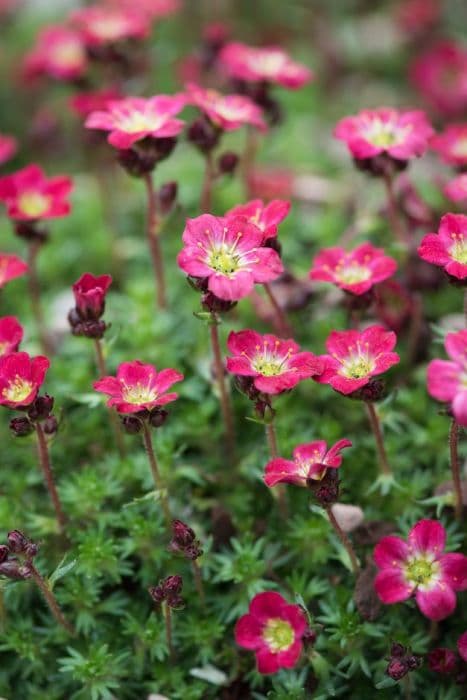 saxifrage 'Peter Pan'