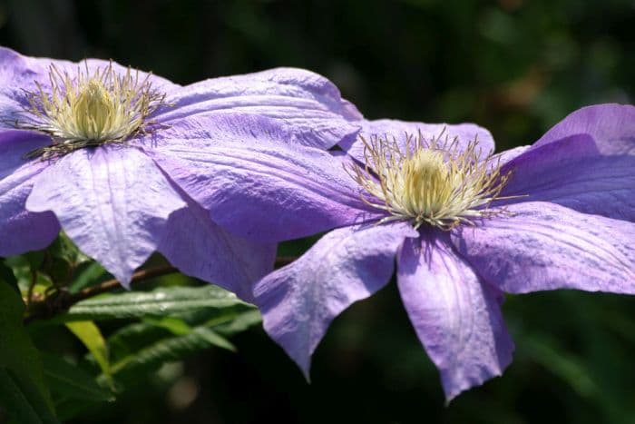 clematis 'Ken Donson'