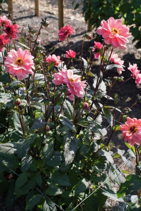 dahlia 'Classic Poème'