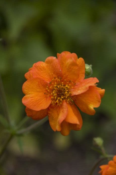 avens 'Prinses Juliana'