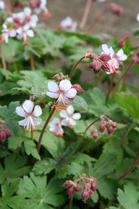 white-flowered rock cranesbill