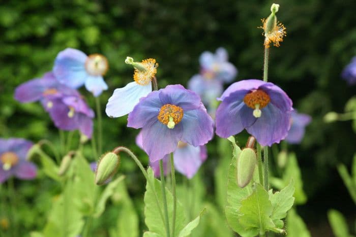 Himalayan blue poppy 'Jimmy Bayne'