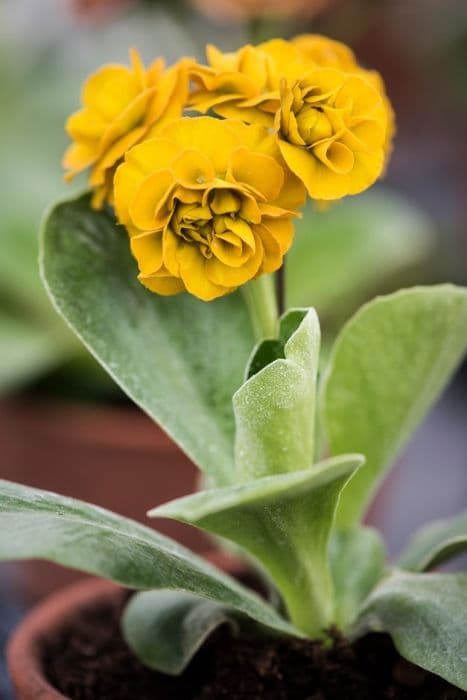 auricula 'Lincoln Bullion'