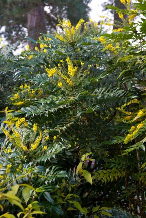 Oregon grape hybrid