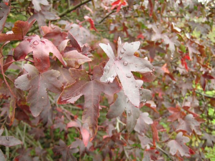 oriental sweet gum