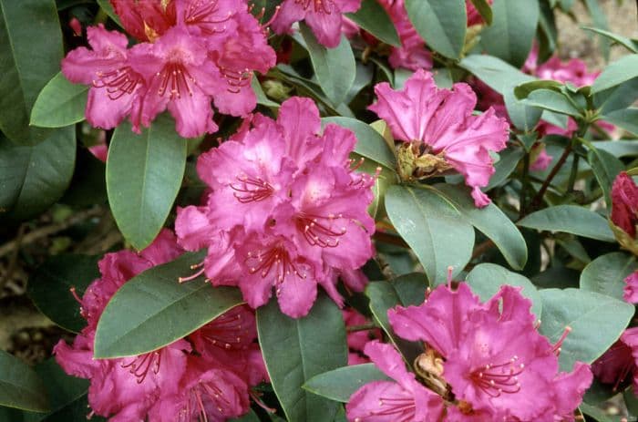 rhododendron 'Souvenir de Doctor S. Endtz'