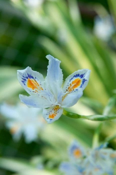 Variegated fringed iris