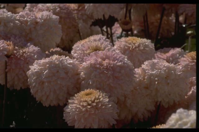 Chrysanthemum 'Pink Margaret'