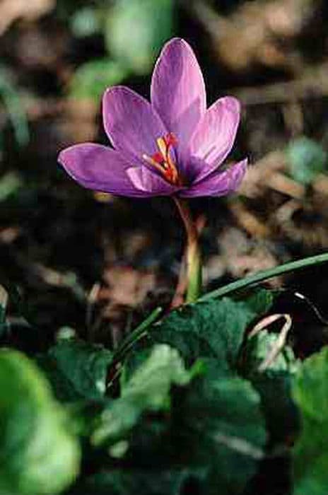 intermediate crocus