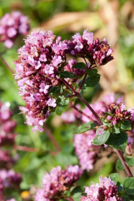 oregano 'Rosenkuppel'