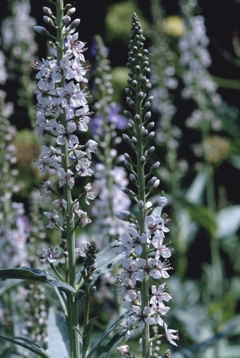 willow-leaved loosestrife