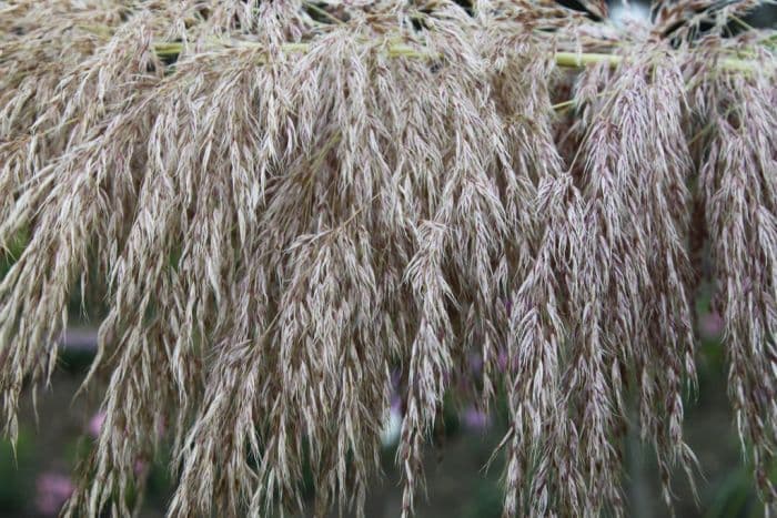 pampas grass 'Rosea'