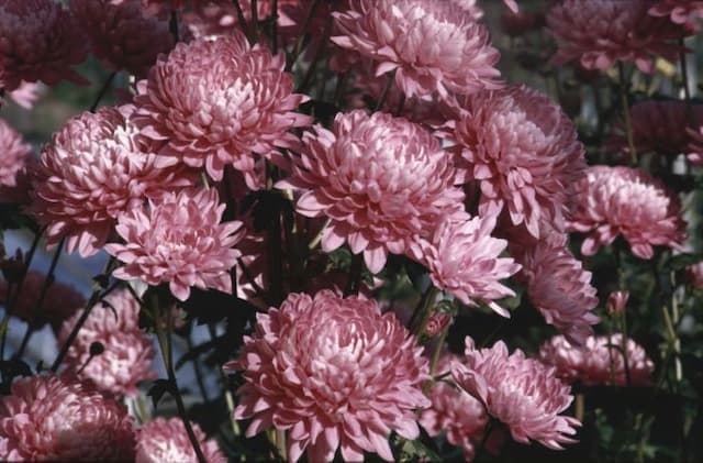 Chrysanthemum 'Pink Gin'