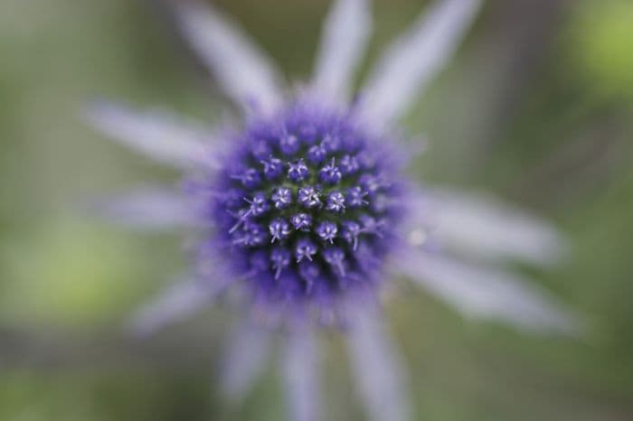 blue eryngo