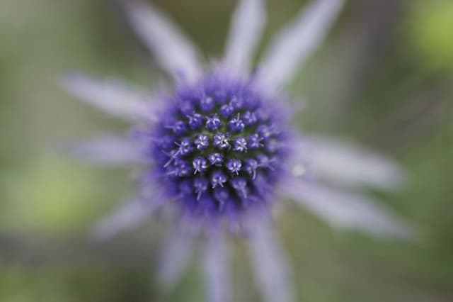 Blue eryngo