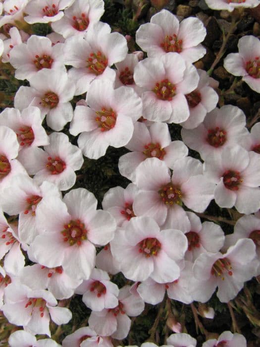 saxifrage 'Wheatley Rose'