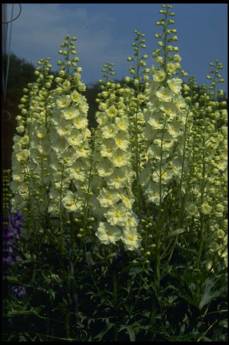 delphinium 'Sungleam'