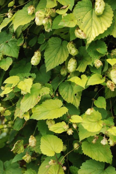 Hop 'Golden Tassels'