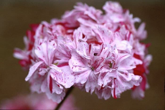 pelargonium 'Rookley'