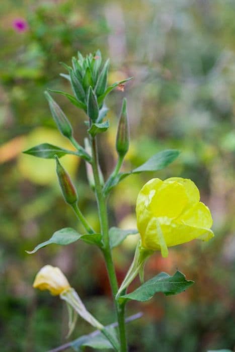 common evening primrose