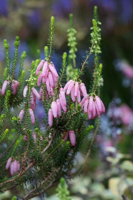 bridal heath