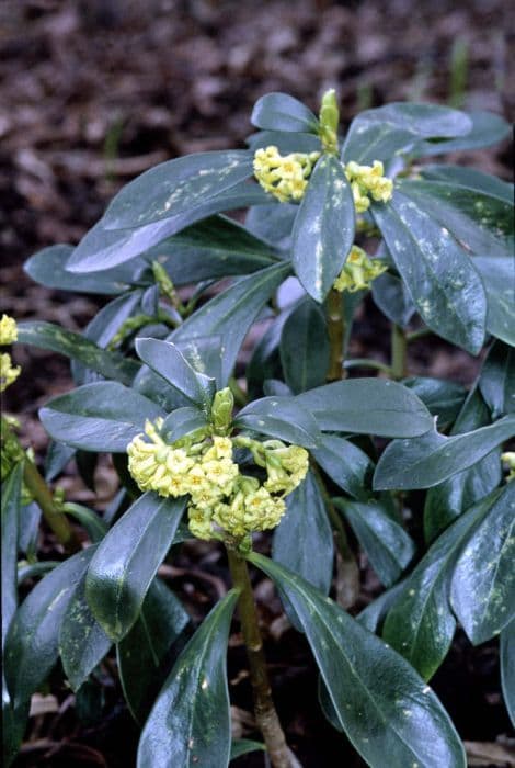 spurge laurel