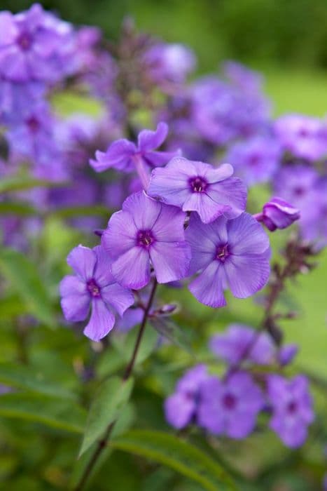 perennial phlox 'Blue Paradise'