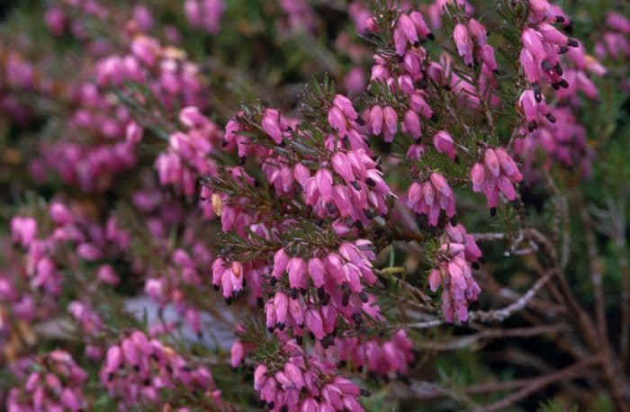 heather 'Nathalie'