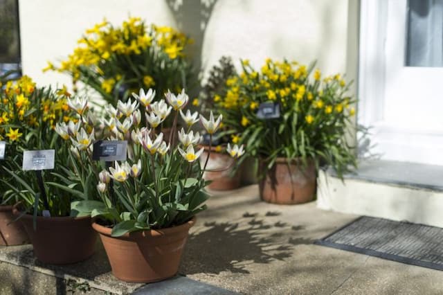 Tulip 'Ice Stick'