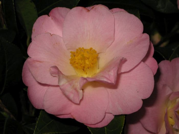 camellia 'Nicky Crisp'