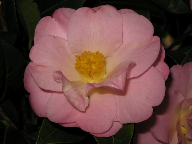 Camellia 'Nicky Crisp'