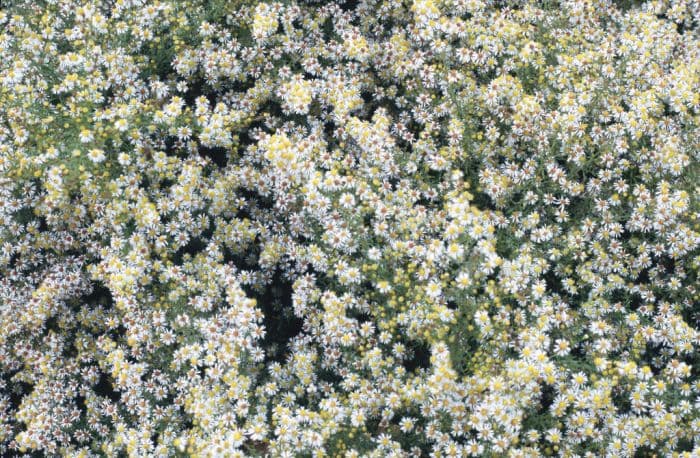 heath aster 'Golden Spray'