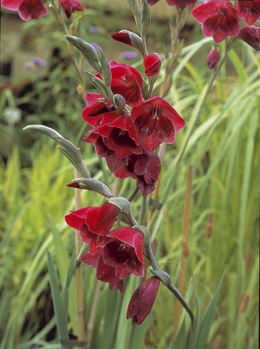 sword lily 'Ruby'