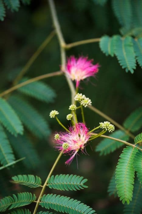 silk tree