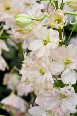 Delphinium 'Odabar'