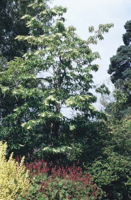 Sorrel tree
