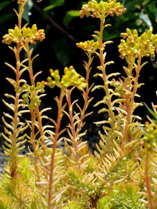 stonecrop 'Angelina'