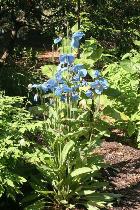 Himalayan blue poppy 'Slieve Donard