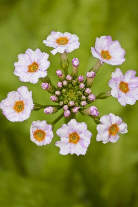 Japanese primrose 'Alba'