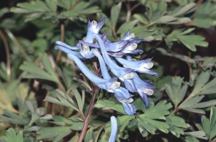 corydalis 'China Blue'