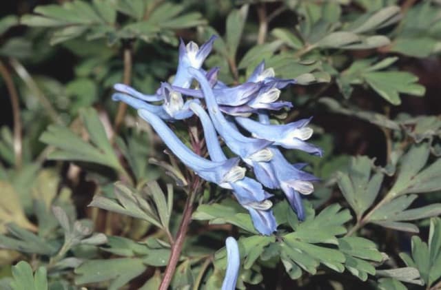 Corydalis 'China Blue'