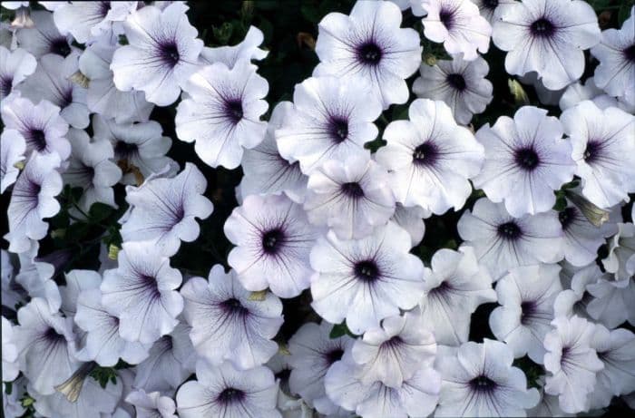 petunia [Conchita Blueberry Frost]