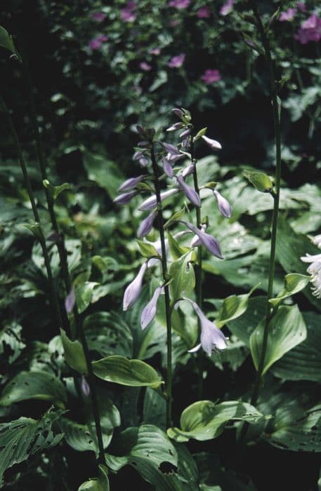 Midsummer plantain lily