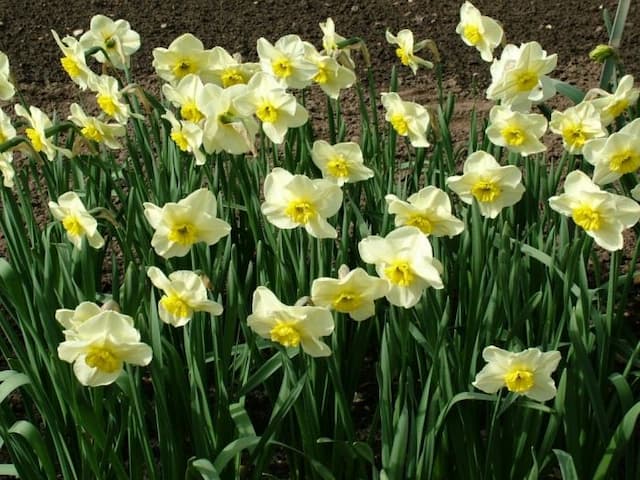 Daffodil 'Mint Julep'