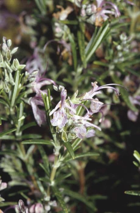 rosemary 'Rosea'