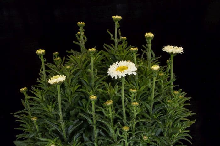 Shasta daisy 'Real Neat'