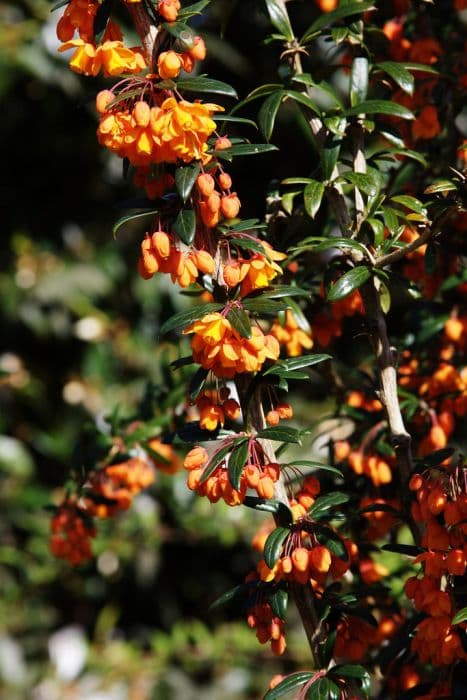 barberry 'Orange King'