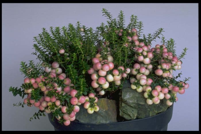 gaultheria 'Pearls'